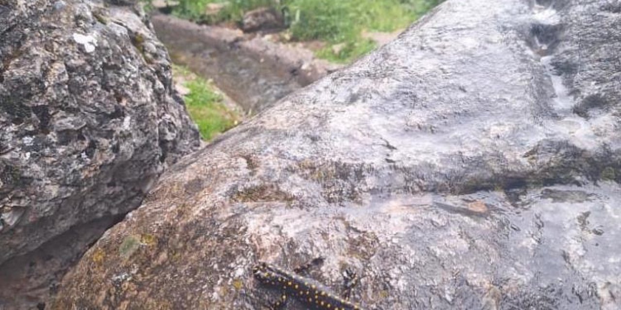 Kozluk'ta Ender Görülen "Türk Semenderi" Heyecan Yarattı