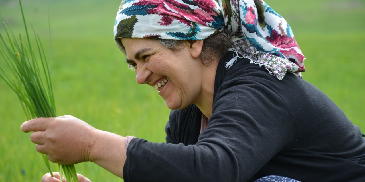 Şırnak'lılar 'sirik' otu için 200 kilometre yol gidiyor
