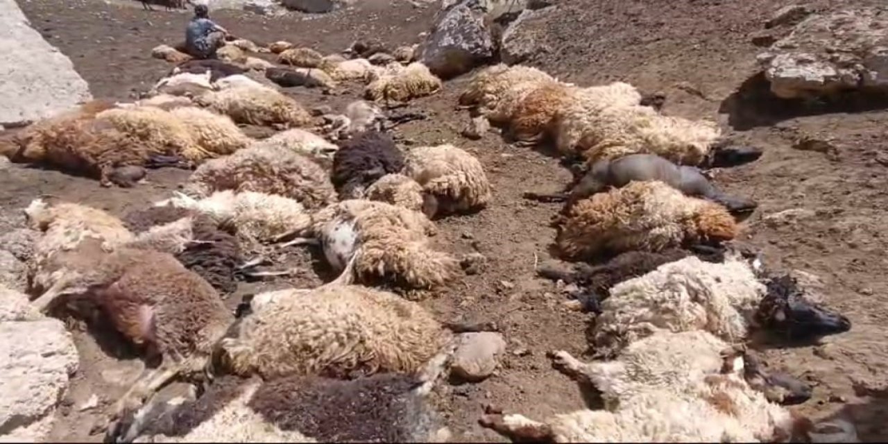 Van'da  sürüye kurtlar saldırdı, 74 koyun telef oldu