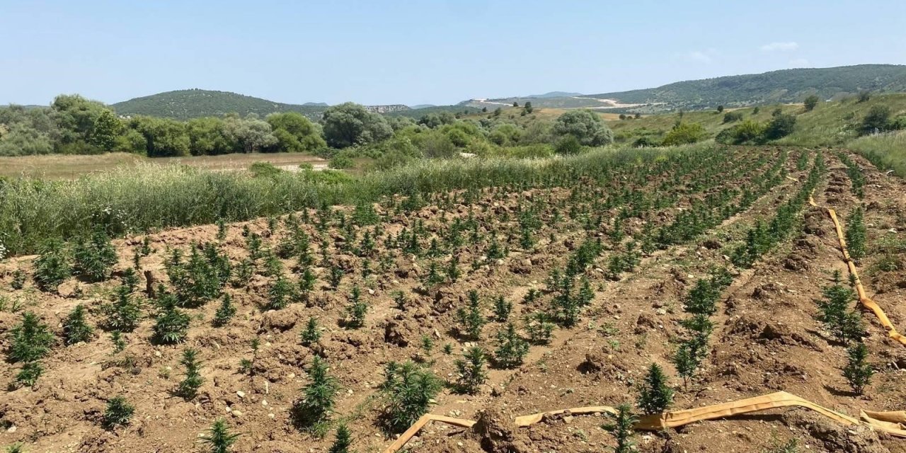 Diyarbakır'da 34 bin 500 kök kenevir bitkisi geçirildi