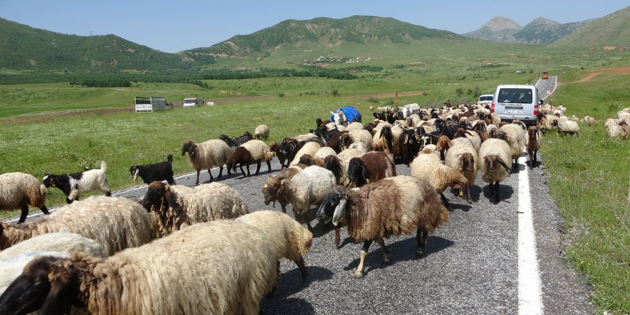 Doğu ve Güneydoğu'da Besicilerin yayla yolculuğu başladı