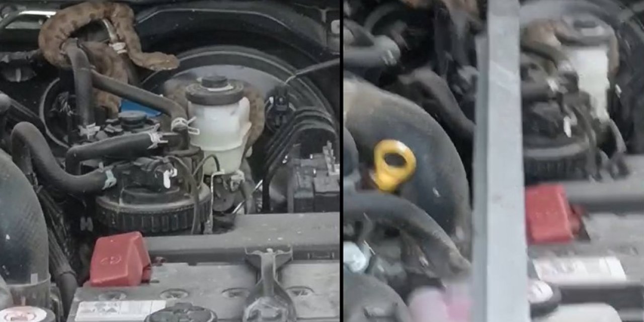 Hakkari'de,1.5 metrelik yılanı kamyonet motorundan çıkarma operasyonu