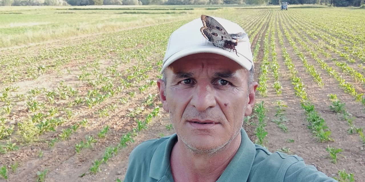 17 Cm Büyüklüğündeki Dev Kelebek görenleri şaşkına çevirdi