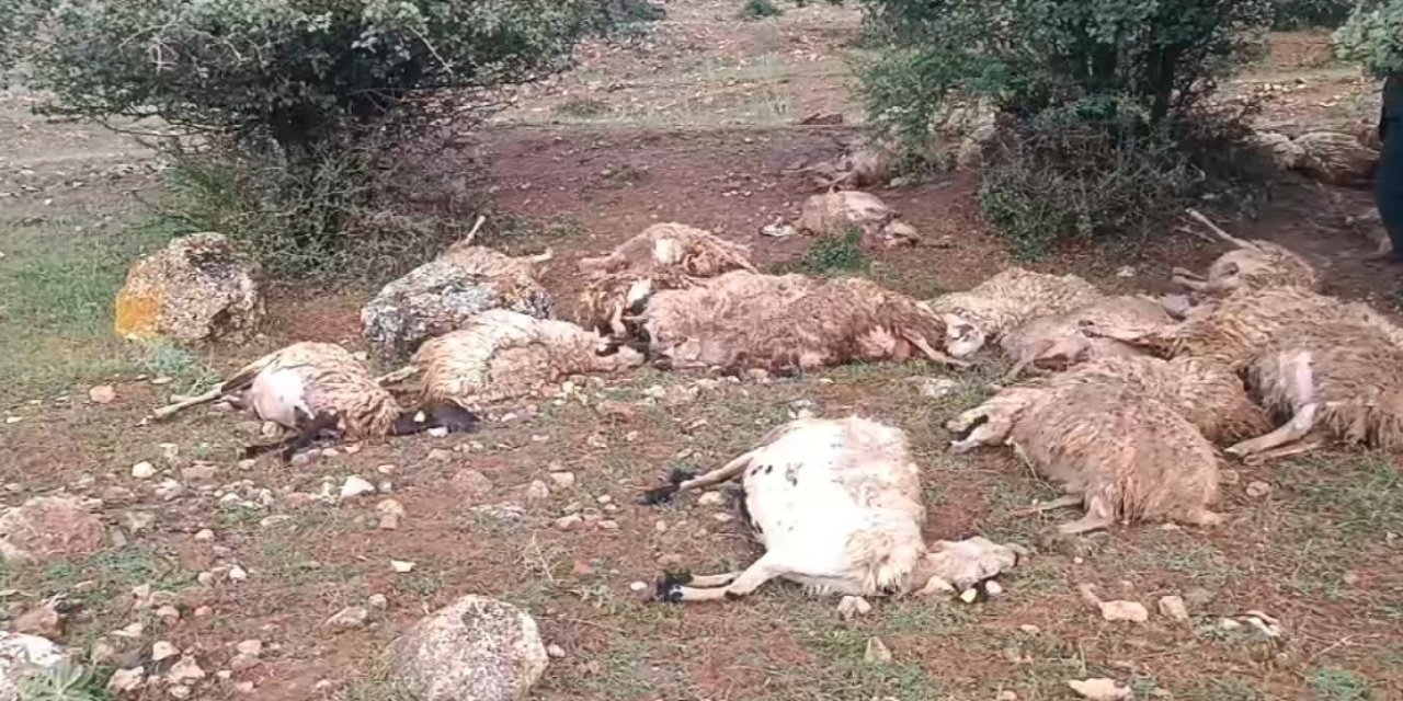 Erzincan'da Sürüye yıldırım isabet etti, 51 küçükbaş hayvan telef oldu