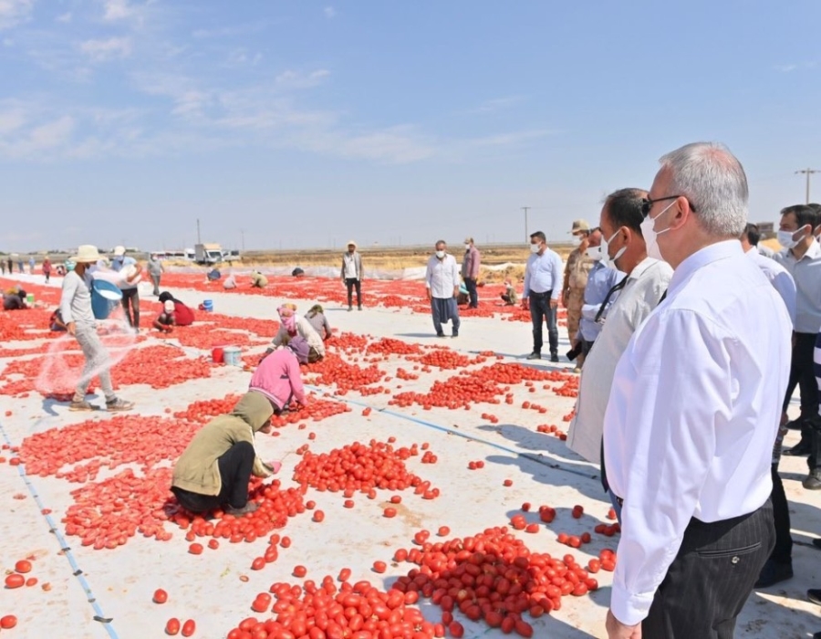DİYARBAKIR VALİSİ KARALOĞLU, TARLADA KURUTULMUŞ DOMATESLERİ İNCELEDİ