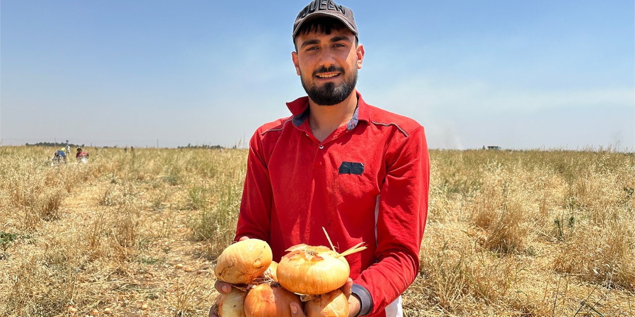 Mardinli Çiftçi Satamadığı soğanı hayrına dağıttı, yüzlerce kişi tarlaya akın etti