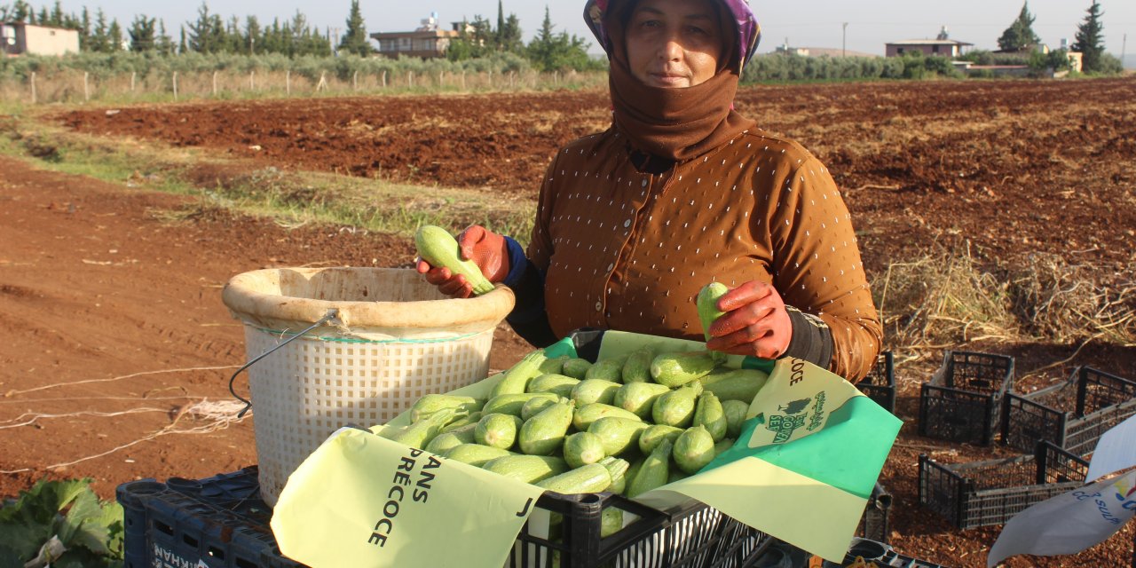 Hasadı başlayan kabak tarlada 12 TL'ye satılıyor