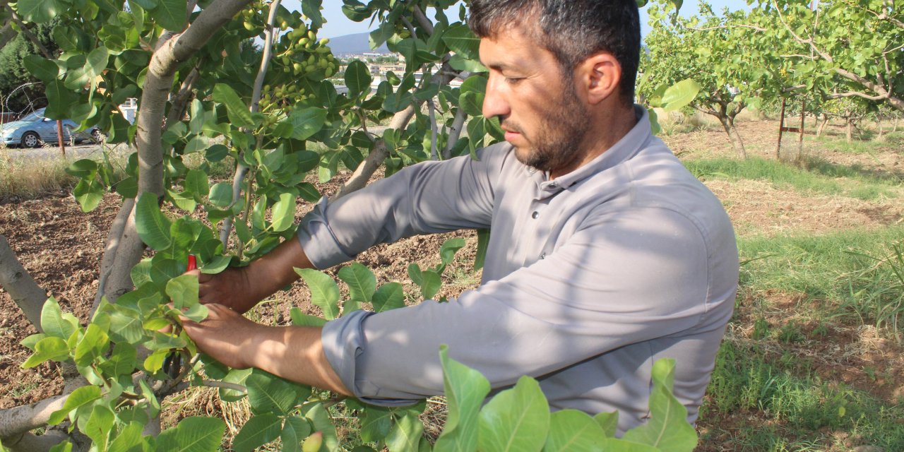 Siirt Fıstığı Aşılama Sezonu Başladı!