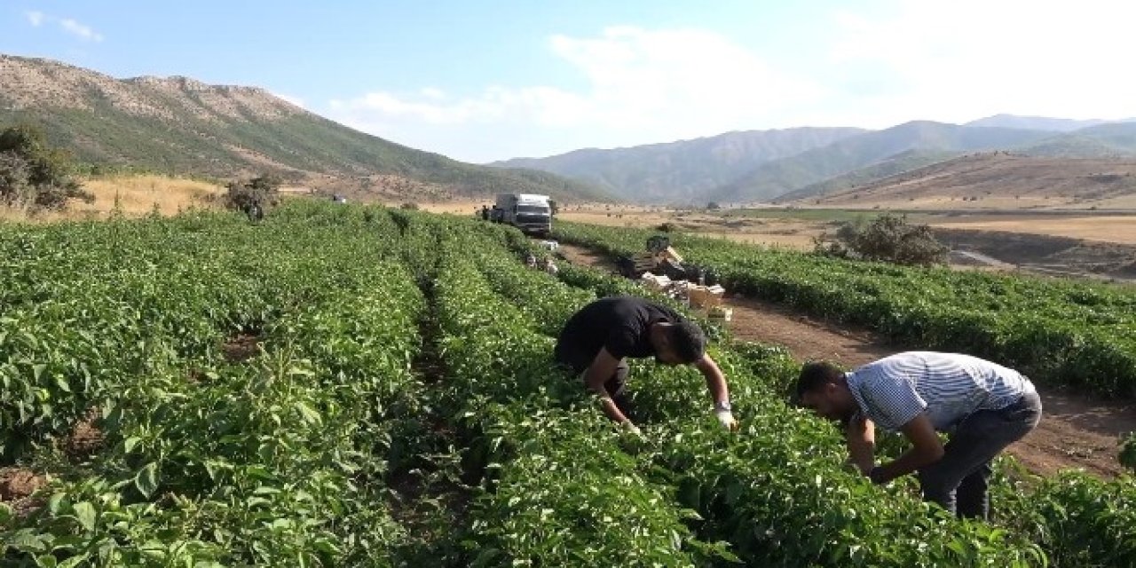 Temmuz ayında ekebileceğiniz sebzeler. Bu sebzelerle sofranızı donatabilirsiniz