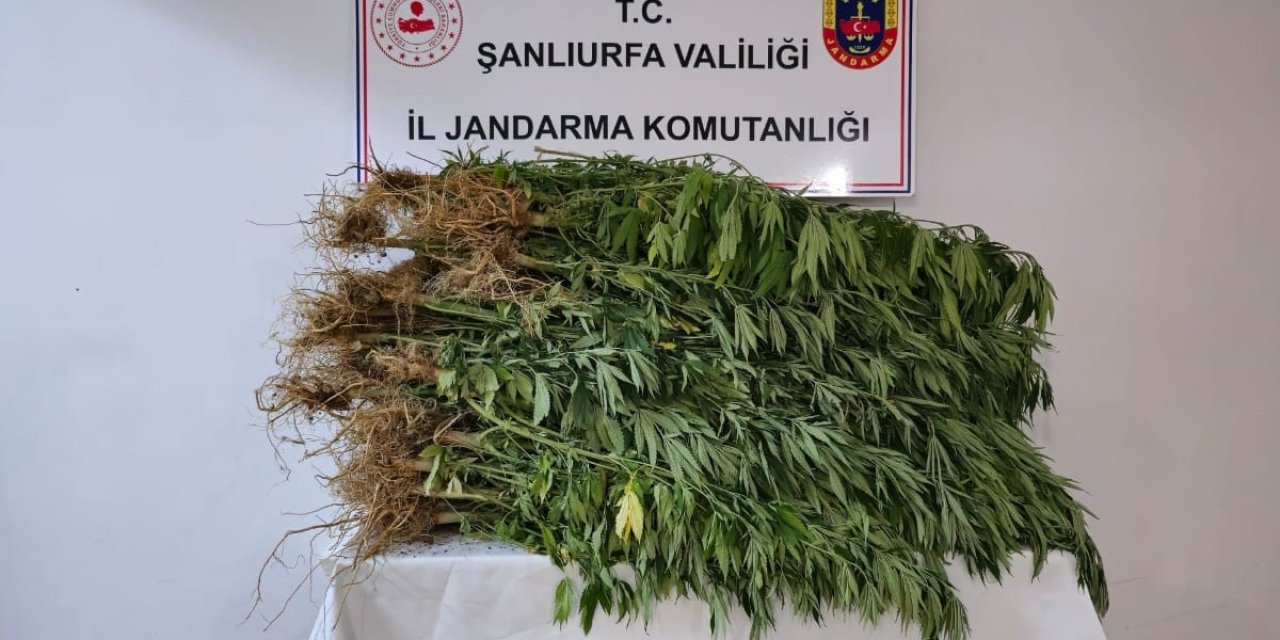 Şanlıurfa'da  418 kök kenevir bitkisi ele geçirildi