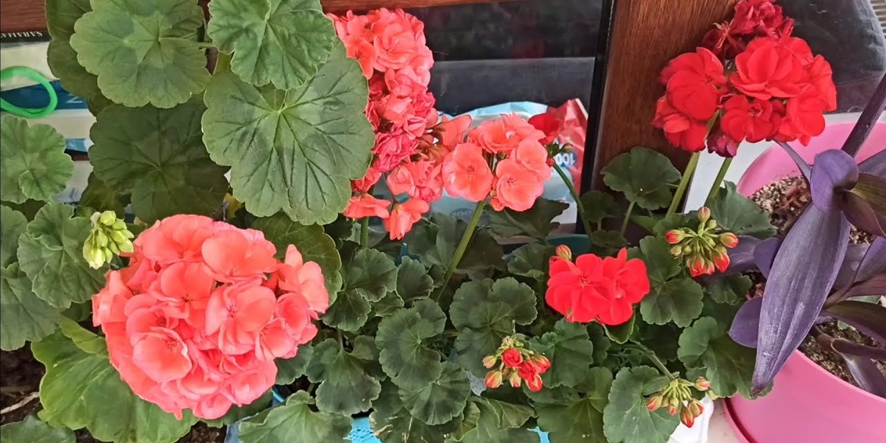 Açmayan sardunya bile çiçek açacak. İşte sardunya bakımının püf noktaları