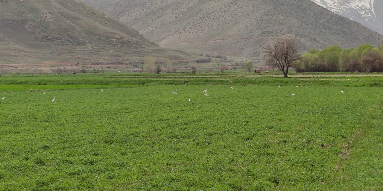 Van Gölü Havzasında 234 Kuş Türüne Kamera Tutkunları Göz Uzattı