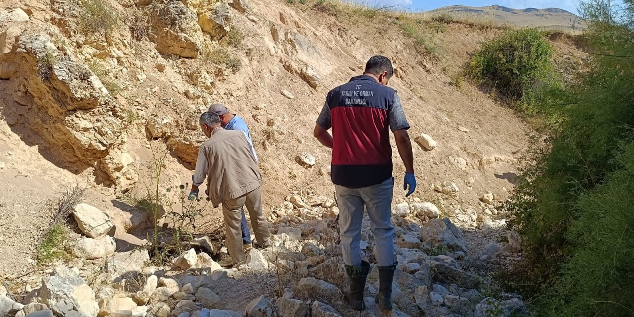 Tunceli'de uçurumdan düşen koyun,sürü psikolojisiyle peşinden giden 43 koyun telef oldu