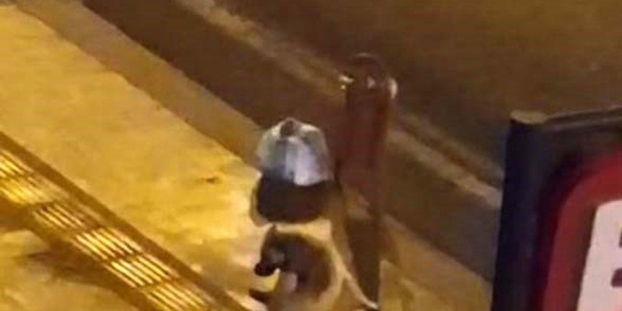 Diyarbakır'da Alkol İçen Köpek, Dakikalarca Kuyruğunu Isırmaya Çalıştı