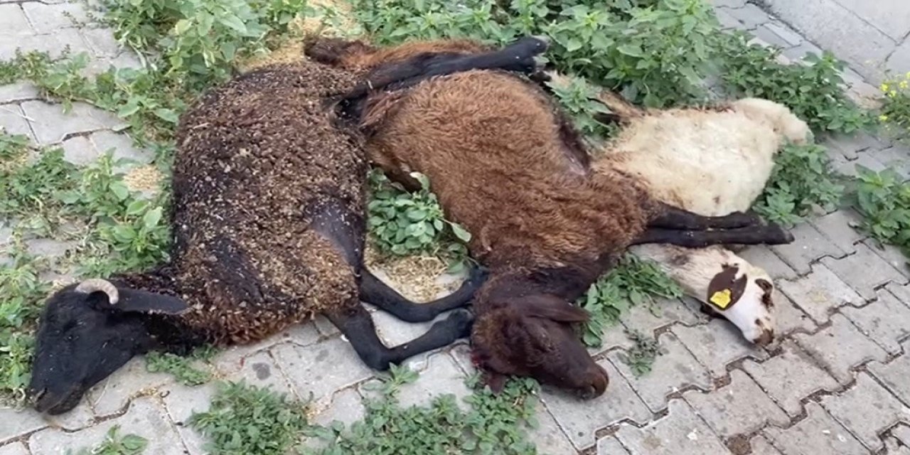 Bingöl Karlıova’da başıboş köpekler küçükbaş hayvanları telef etti