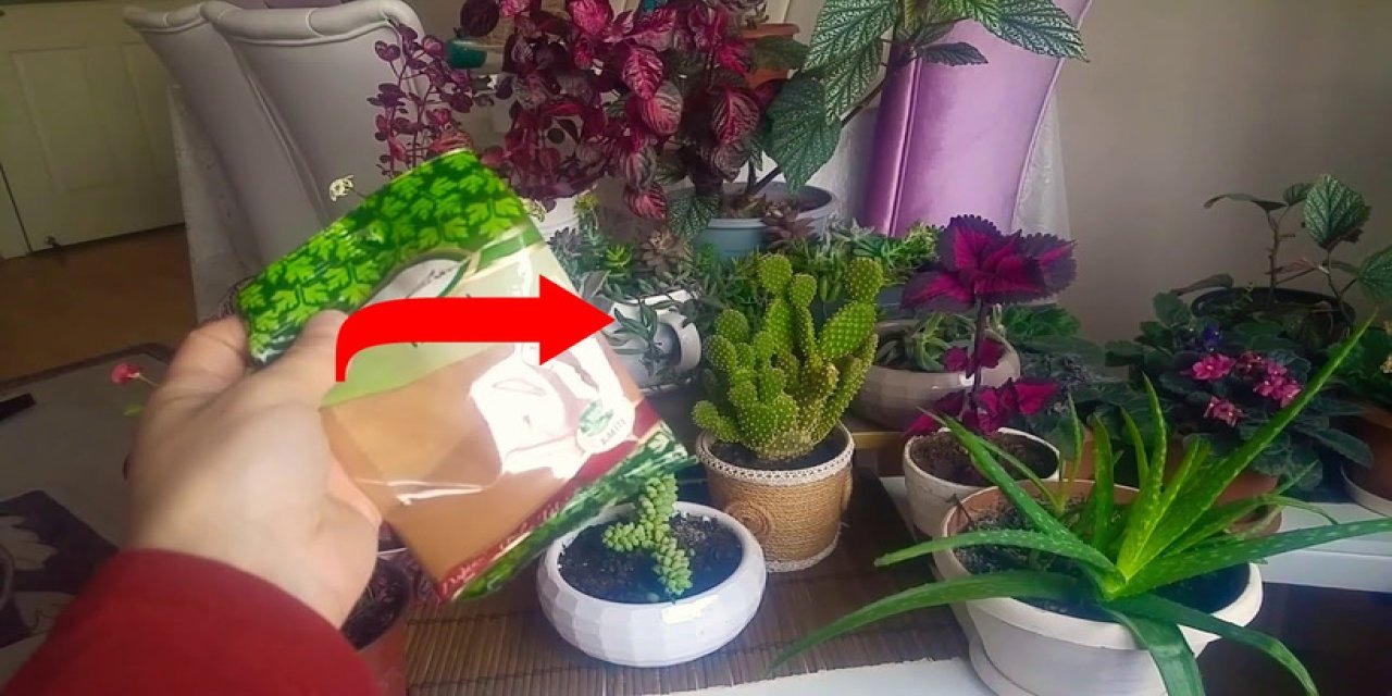 Çiçek dostu baharat. Güçlenmelerini ve çok daha hızlı büyümelerini sağlıyor