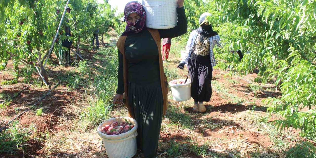 Tarlada kilosu 35 TL'den satılıyor. Hasadı Çanakkale'de bereketli başladı