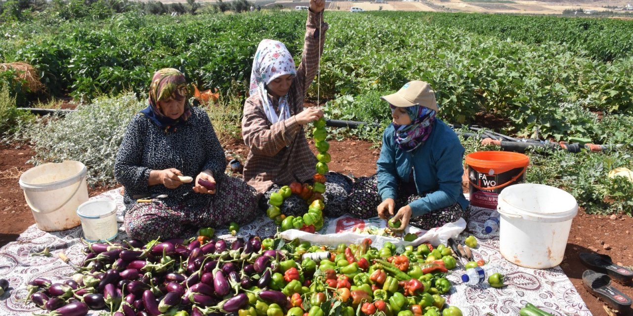 Patlıcan ve biberler kadınların elinde Gaziantep'in tescilli lezzeti 'kurutmalık' oluyor