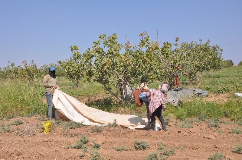TİGEM’DE FISTIK HASADI DEVAM EDİYOR