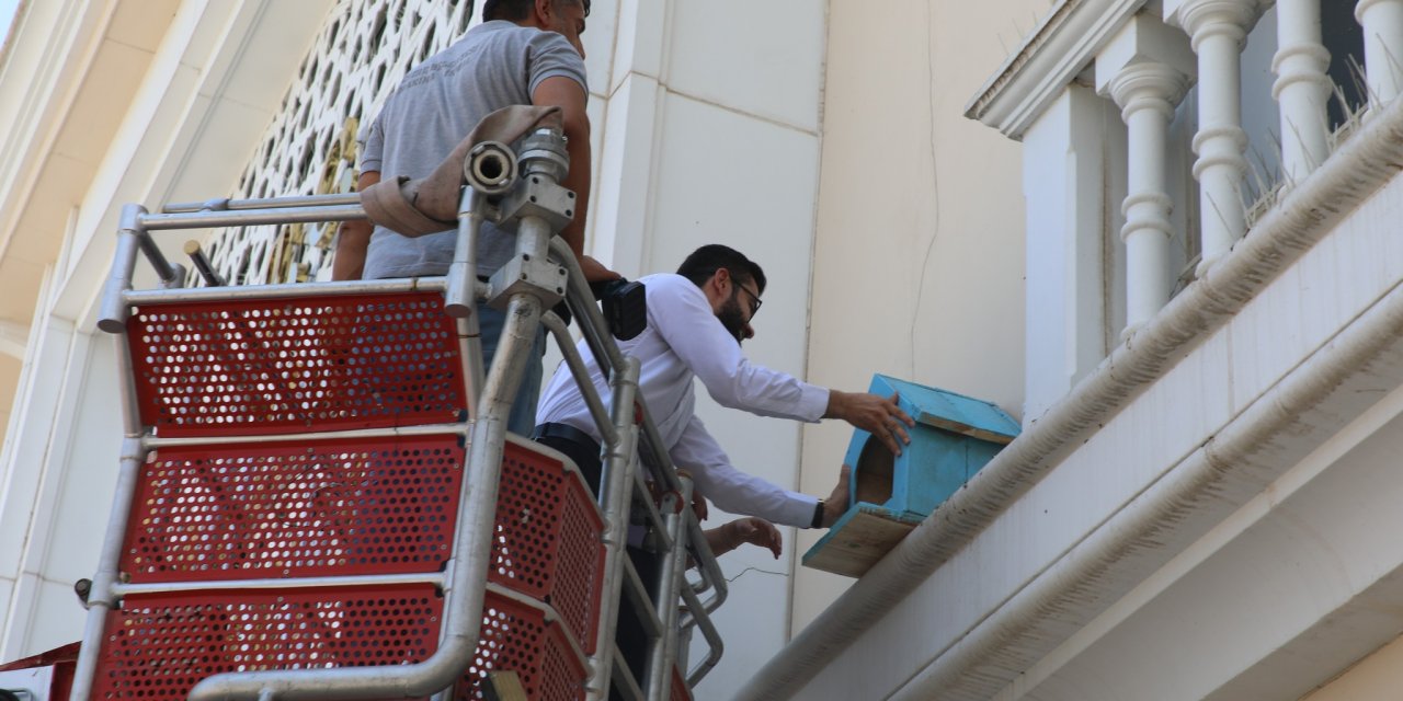 Cizre Belediyesinde Kuş Kunmazların yerine Kuş Yuvaları yerleştirildi