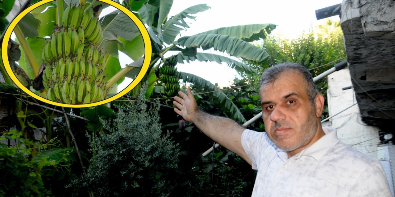 Cizreli Vatandaşın Bahçesine Ektiği Muz Ağacı 15 Kilo Muz Verdi