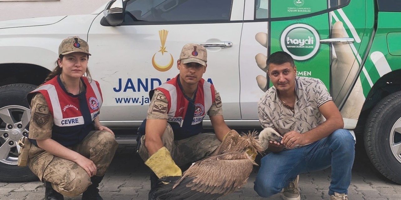 Hakkari Jandarması'ndan Yaralı Akbabaya Şefkatli Müdahale