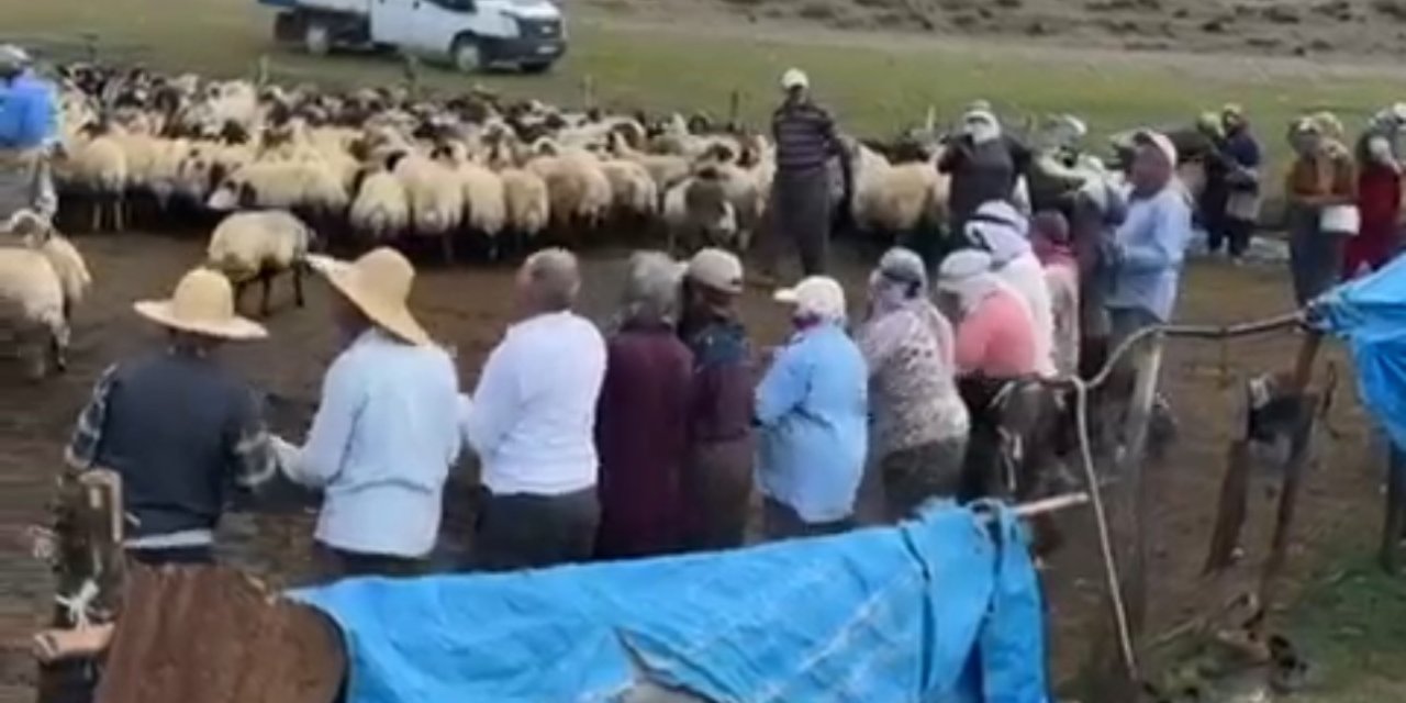 Meydan Belek Yaylası’nda hayvan küpeleme ve aşılama çalışması