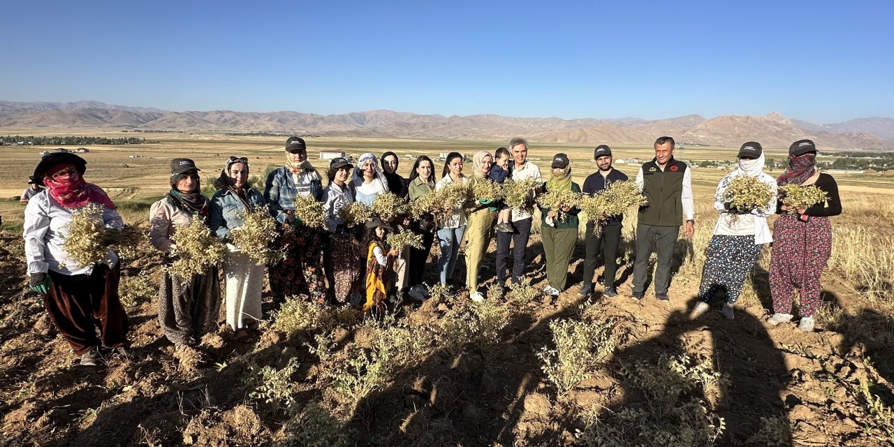 Hakkari-Yüksekova’da kadınlar elleriyle nohut hasadı yaptı