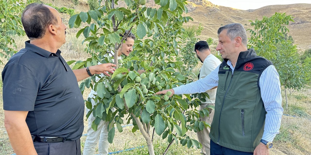 Yüksekovalı çiftçilerin Ceviz Ağacı tercihi hem ağaç sayısını hem de verimi arttırdı