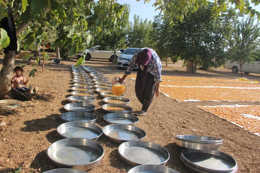 Şanlıurfa'da bağ bozumu zamanı