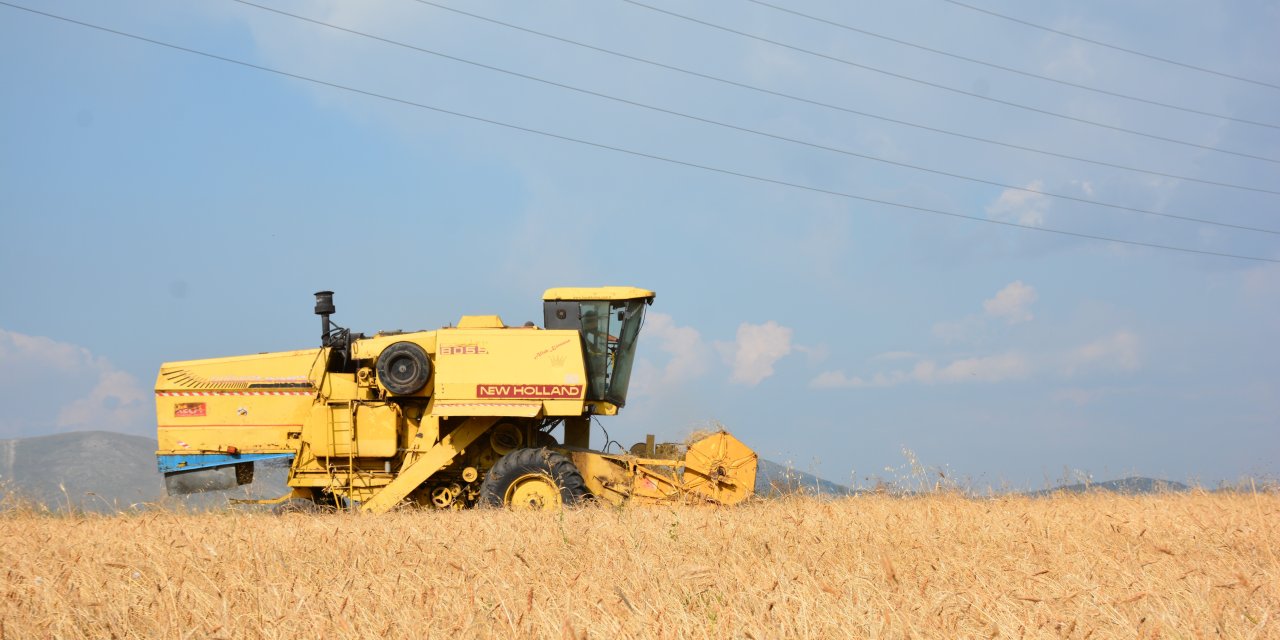 Ardahan'da genetiği bozulmamış 13 bin yıllık buğday hasadı