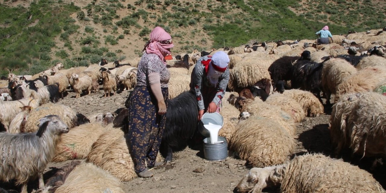 Yüksekova yaylalarında  kışlık süt mesaisi