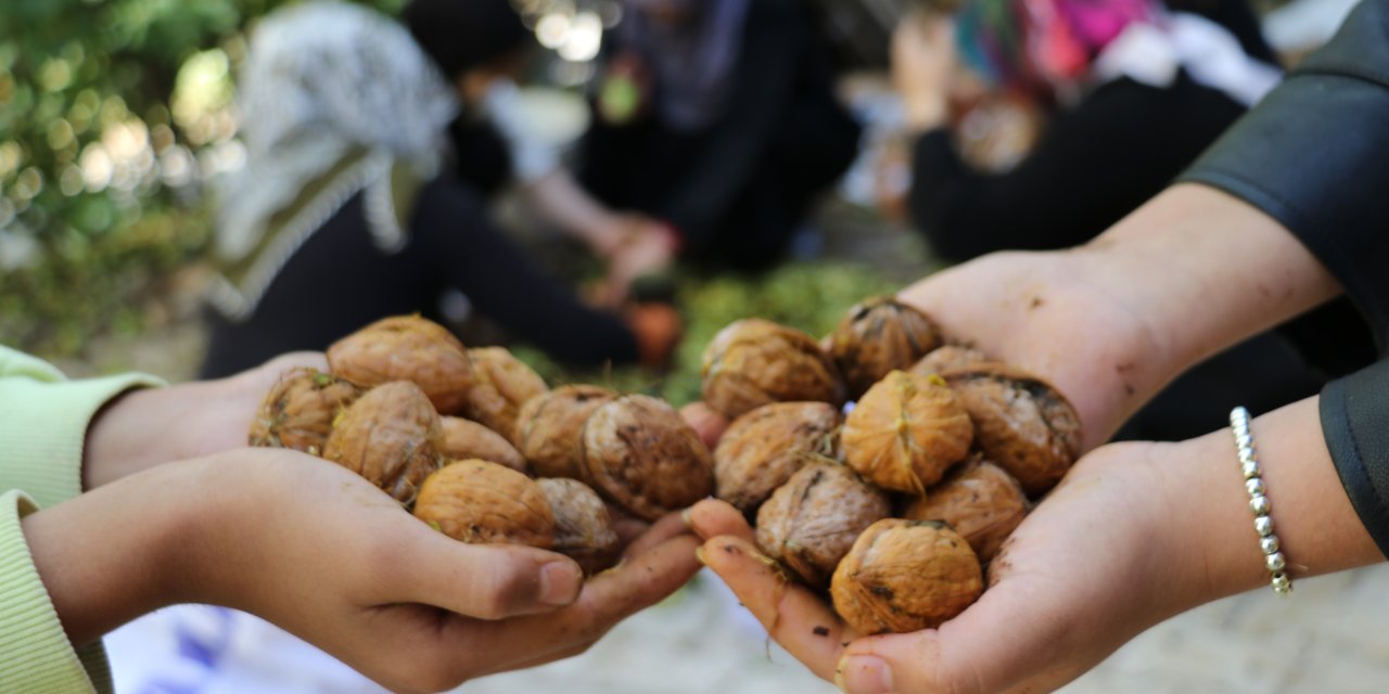 2 bin ton cevizin toplandığı  Van'da ceviz hasadı başladı