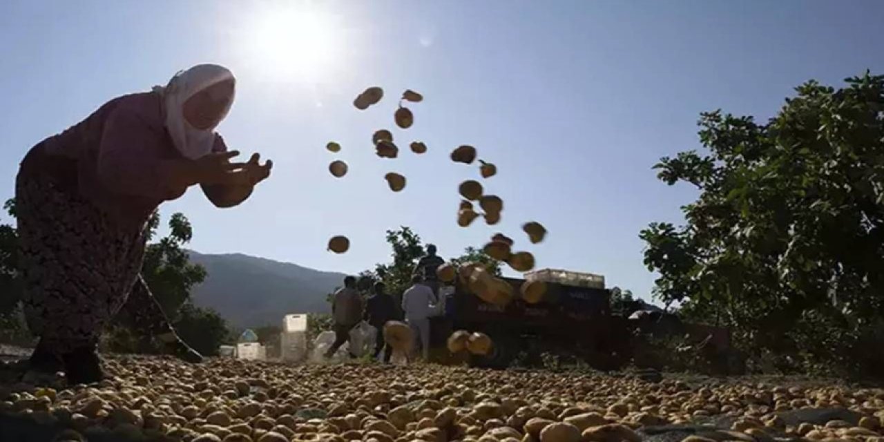 Antalya'da Ünlü Hasat Sona Erdi: Kilosu 100 Liradan Satılıyor
