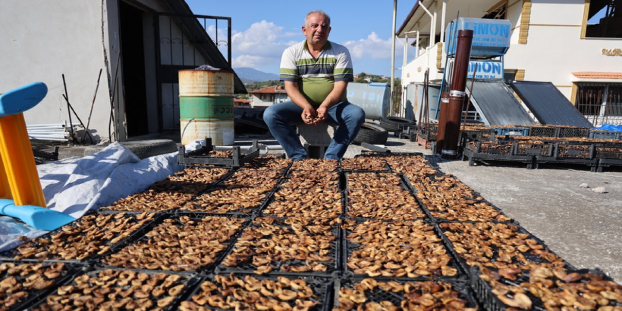 Hatay'da tuhaf hasat. Yarısını domuzlarla paylaştığı ürünün kilosu 350 TL'den satışta