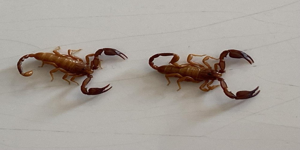 Türkiye'de Yeni Bir Akrep Türü Keşfedildi: “Euscorpius gulhanimae”