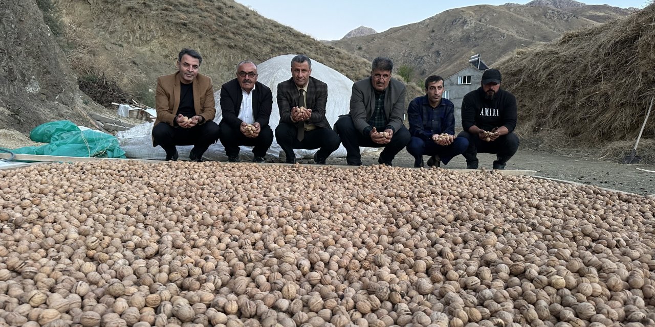Hakkari'de ceviz hasadı başladı