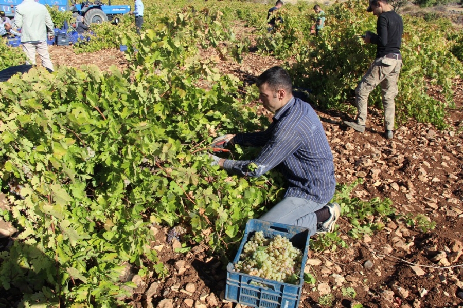 MARDİN’DE ÜZÜM HASADI BAŞLADI