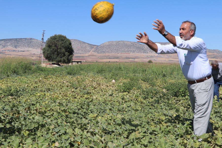 ARABAN’DA İKİNCİ ÜRÜNDE YÜKSEK REKOLTE SEVİNCİ