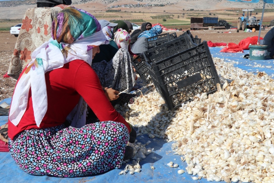 ARABAN’DA SARIMSAK EKİMİ SÜRÜYOR