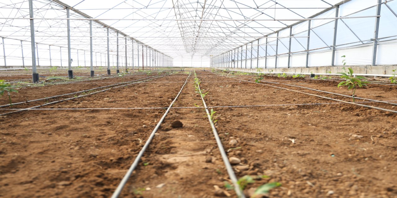 Silopi’den Örnek Bir Adım: Modern Tarım ve Fidan Dikimi Etkinliği