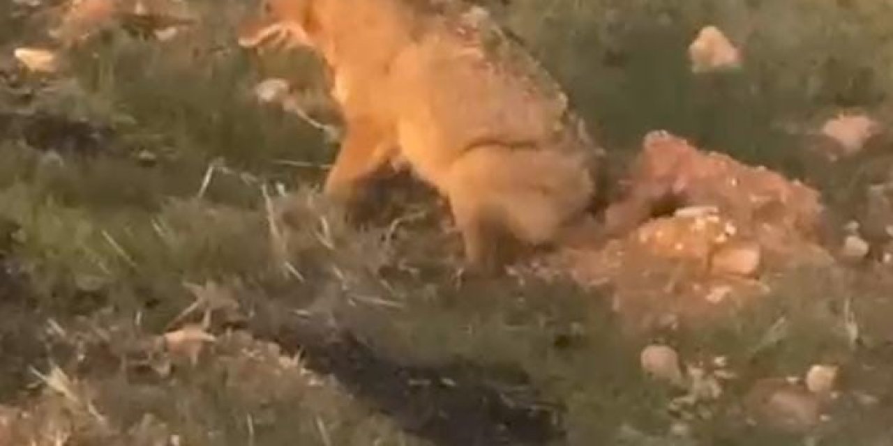 Şanlıurfa’da az rastlanan 2 yaban hayvanı kameralara yakalandı