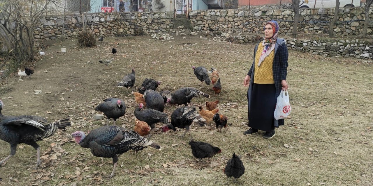 Sokak köpekleri 60 yaşındaki kadının beslediği hindileri telef etti