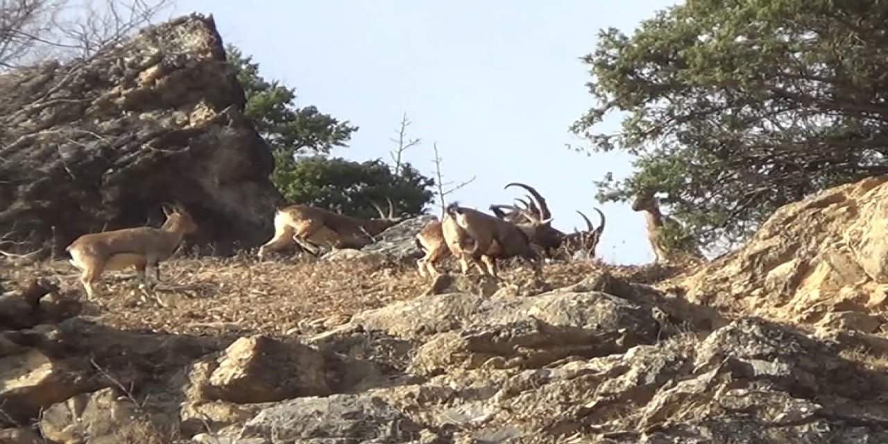 Koruma altındaki yaban keçileri, Tunceli’de görüntülendi