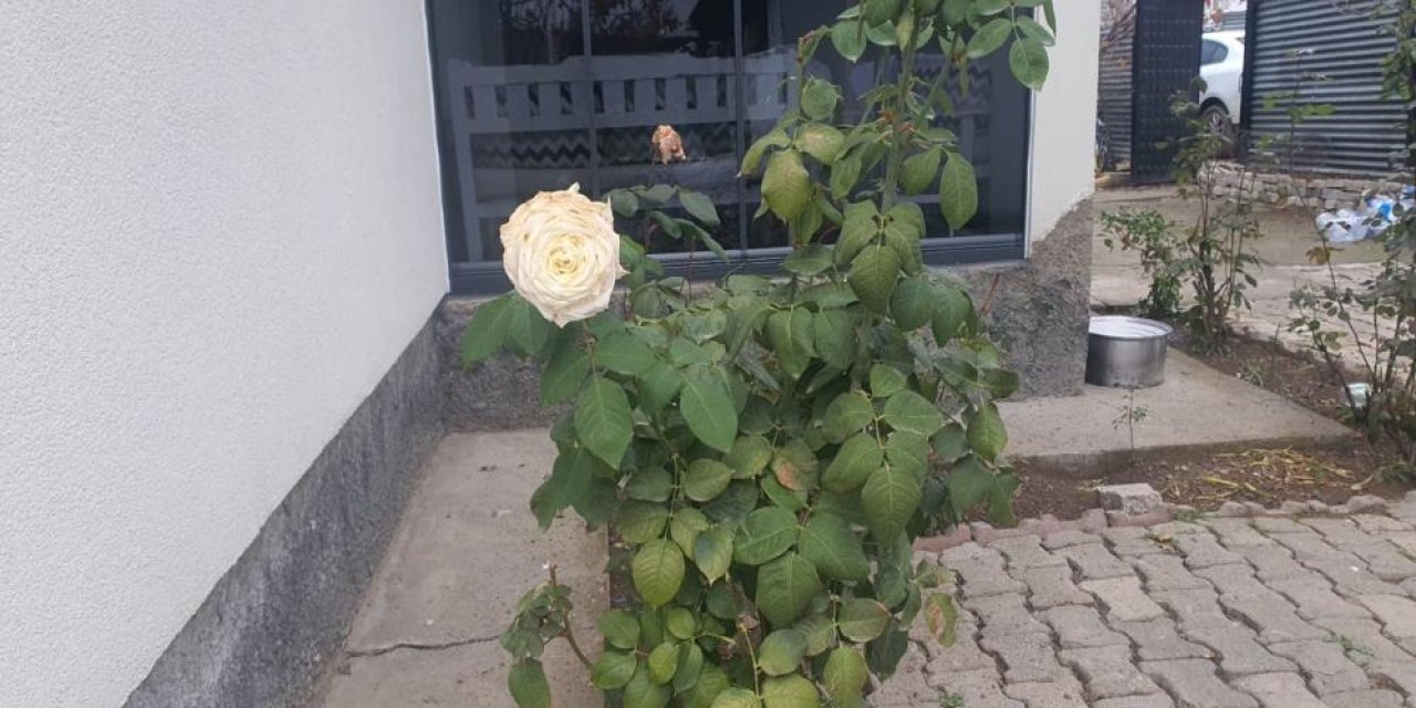 Elazığ’da kış mevsiminde gül ağacı çiçek açtı