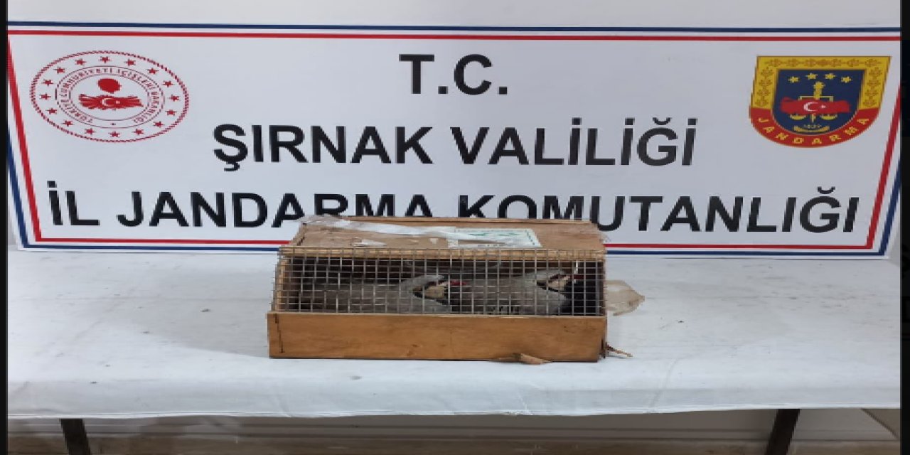 Cizre'de kınalı keklik avlayan şahıslar jandarmaya yakalandı
