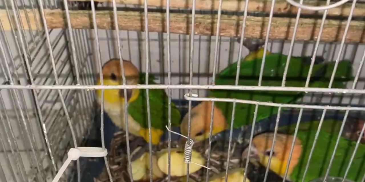 Habur sınır kapısında  6 papağan ele geçirildi