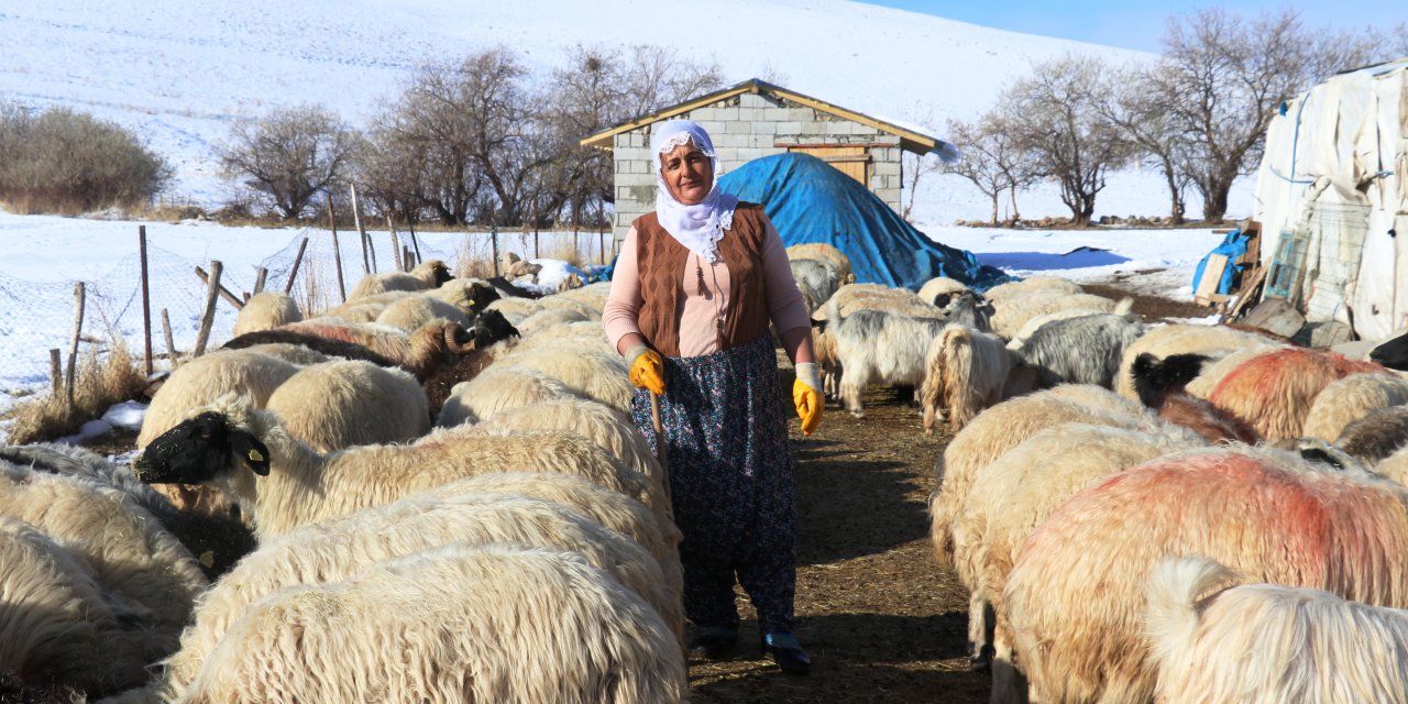 Van'da hayvancılığa kadın eli değdi
