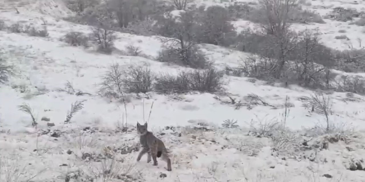Kırmızı listedeydi, Erzincan'da görüldü