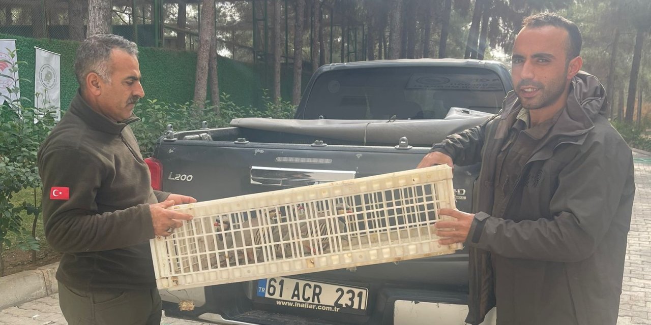 Habur’da 11 Kınalı keklik yakalandı: 4 şüpheliye 89 bin 261 TL para cezası verildi